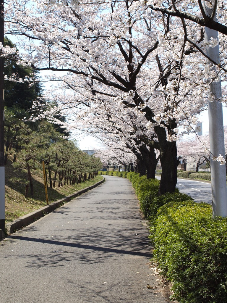 歩道と桜