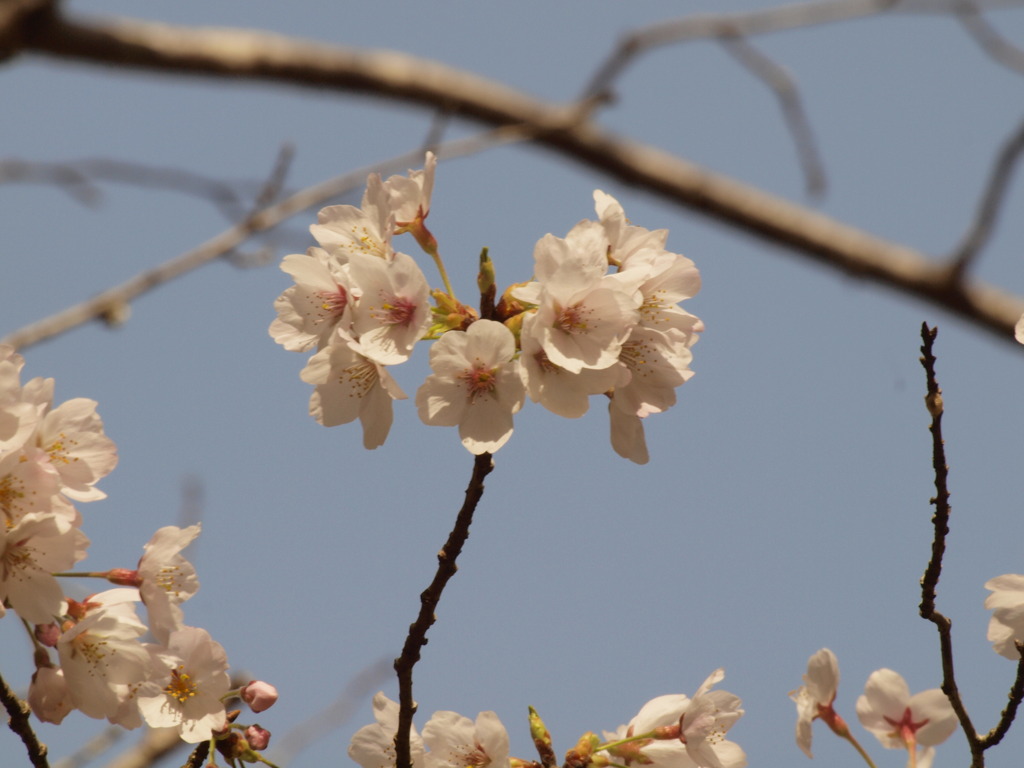 青空と桜