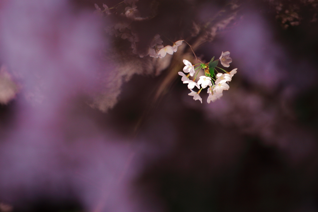 2015' 夜桜お七 8