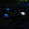 2013' 睡蓮歌 vol.13