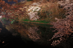 2015’夜桜お七 7