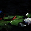2013' 睡蓮歌 vol.4