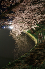 2015' 夜桜お七 4