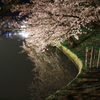 2015' 夜桜お七 4