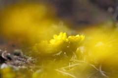 野に咲く花のように