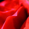 LA VIE EN ROSE 