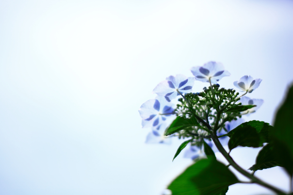 2013’ 涙花 last...