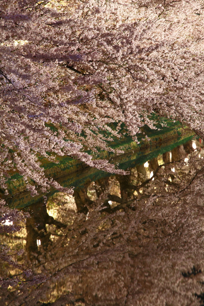 2015' 夜桜お七 6