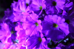 愛を込めて花束を1