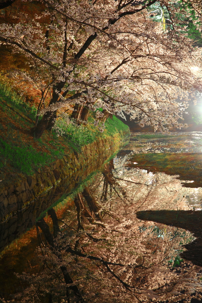 2015’ 夜桜お七 5