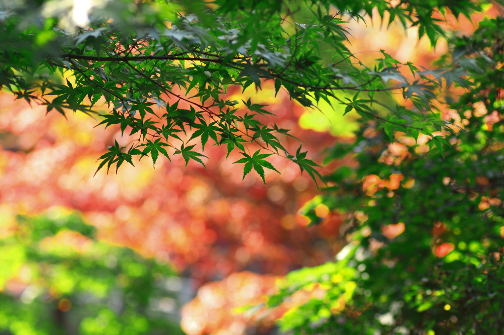 Colored Leaves Story  Ⅱ