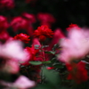 2013' 愛をこめて花束を vol.7