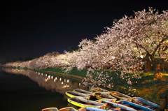 2015' 夜桜お七 2