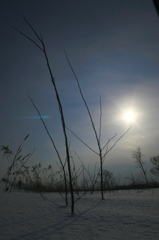 LONELY WILD