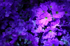 愛を込めて花束を3