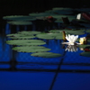 2013' 睡蓮歌 last...