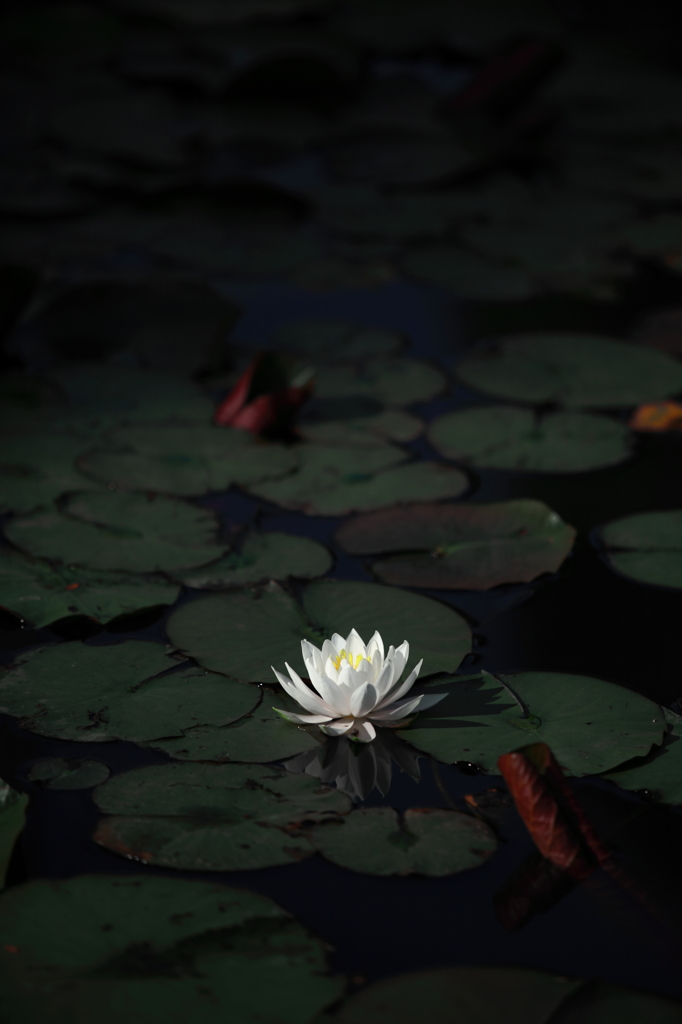 2015'睡蓮花2