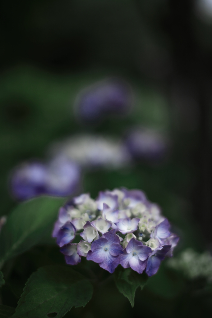 2013’ 涙花 vol.6
