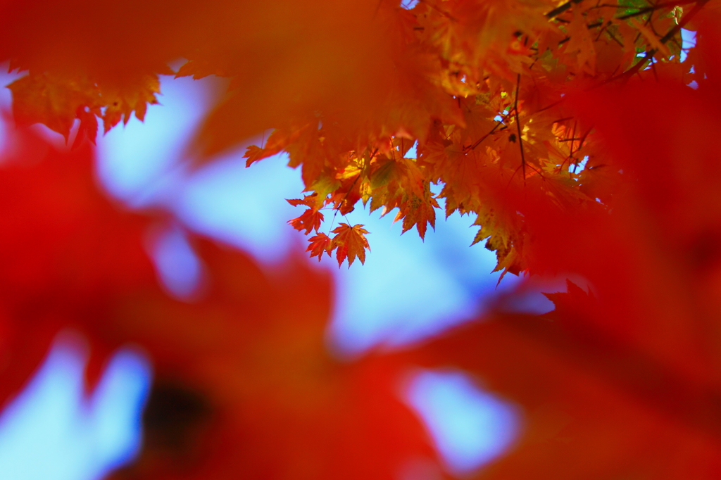Autumn Colors Story Ⅲ