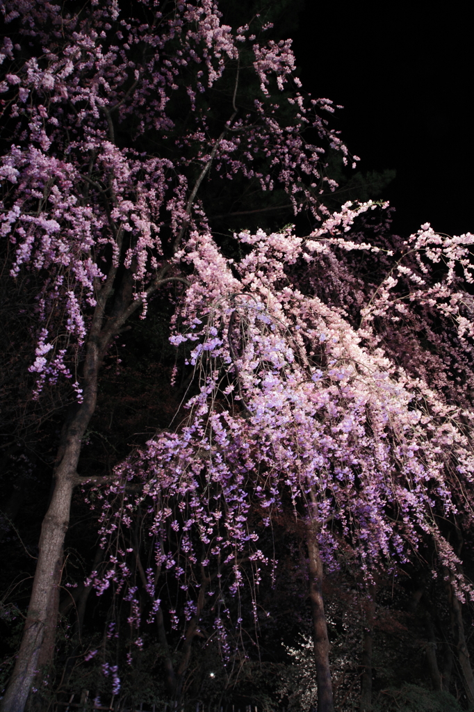 2015' 夜桜お七 9