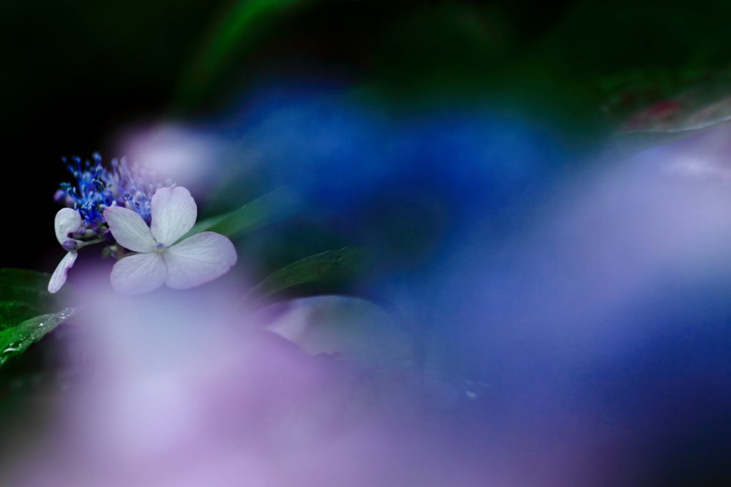2013’ 涙花 vol.1