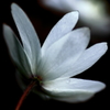 白いパラソル 