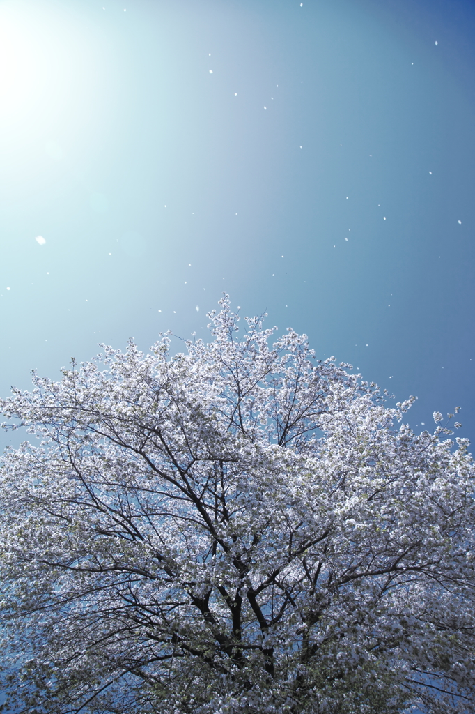 桜ひとひら 1