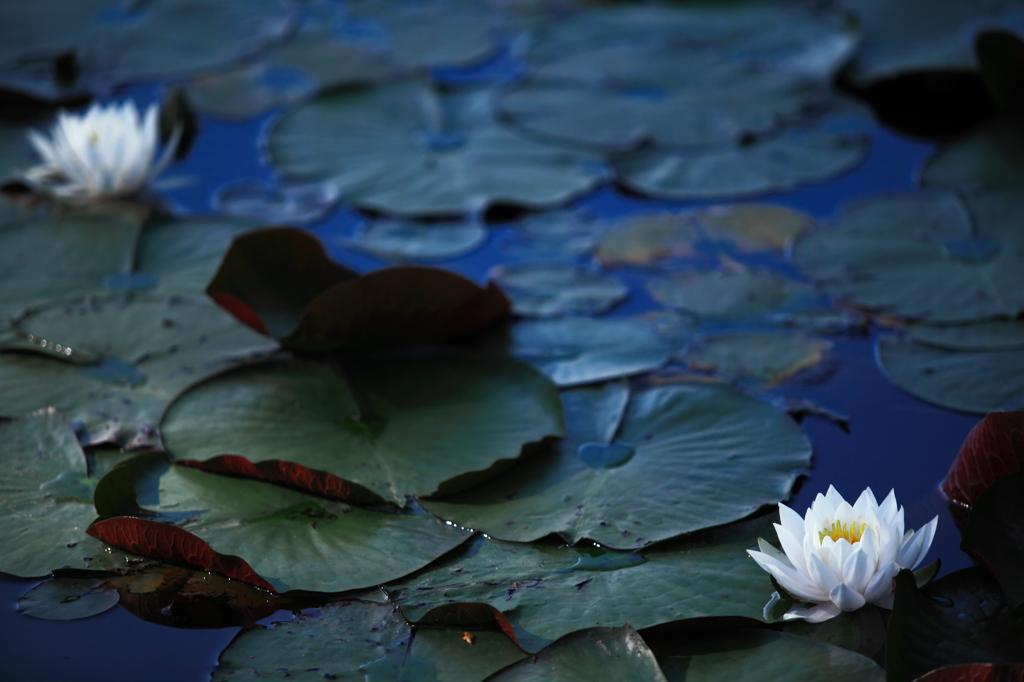 2015' 睡蓮花 4