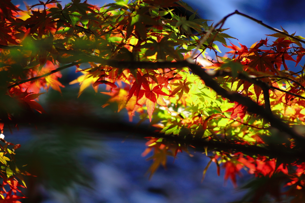 Autumn Colors Story Ⅰ