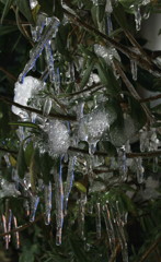 freezing green