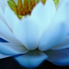 2013' 睡蓮歌 vol.10