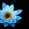 2013' 睡蓮歌 vol.9