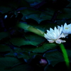 2013' 睡蓮歌 vol.5