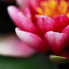 2013' 睡蓮歌 vol.6