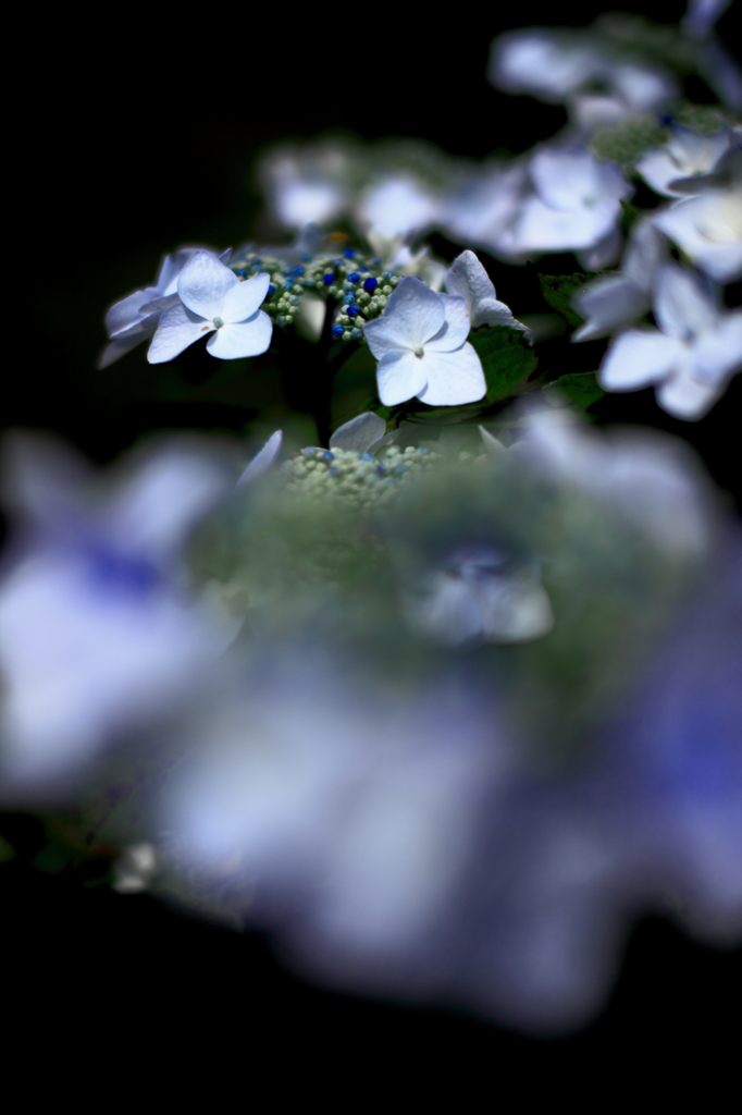 2013’ 涙花 vol.10