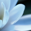 2013' 睡蓮歌 vol.11