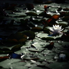 2013' 睡蓮歌 vol.12