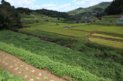 棚田　彼岸花