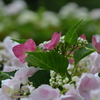 20110612 038