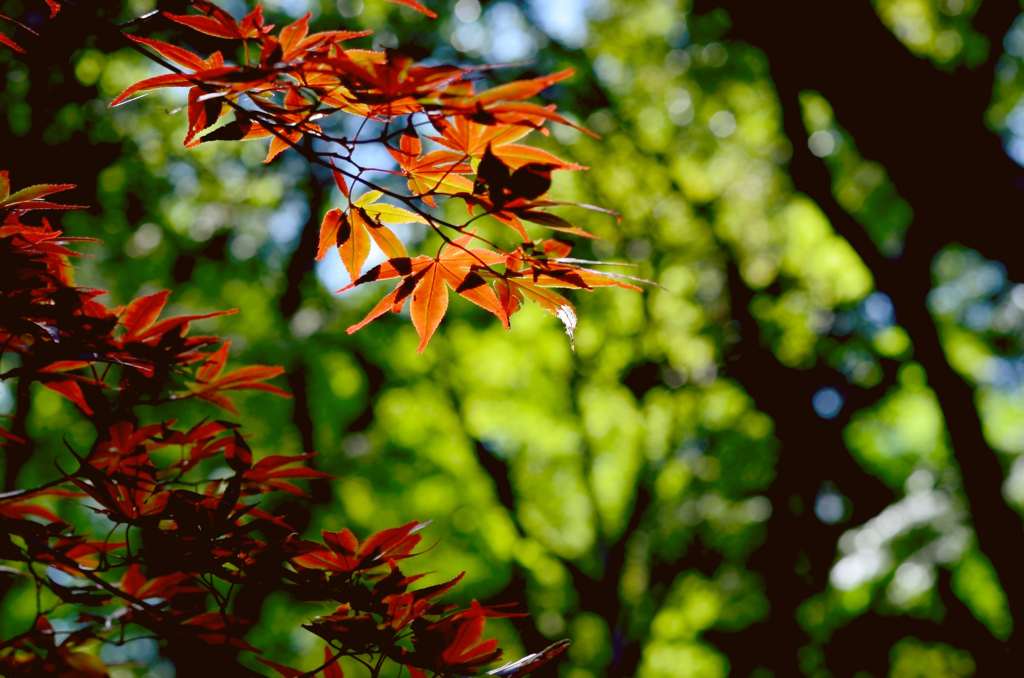 DSC_1575_000