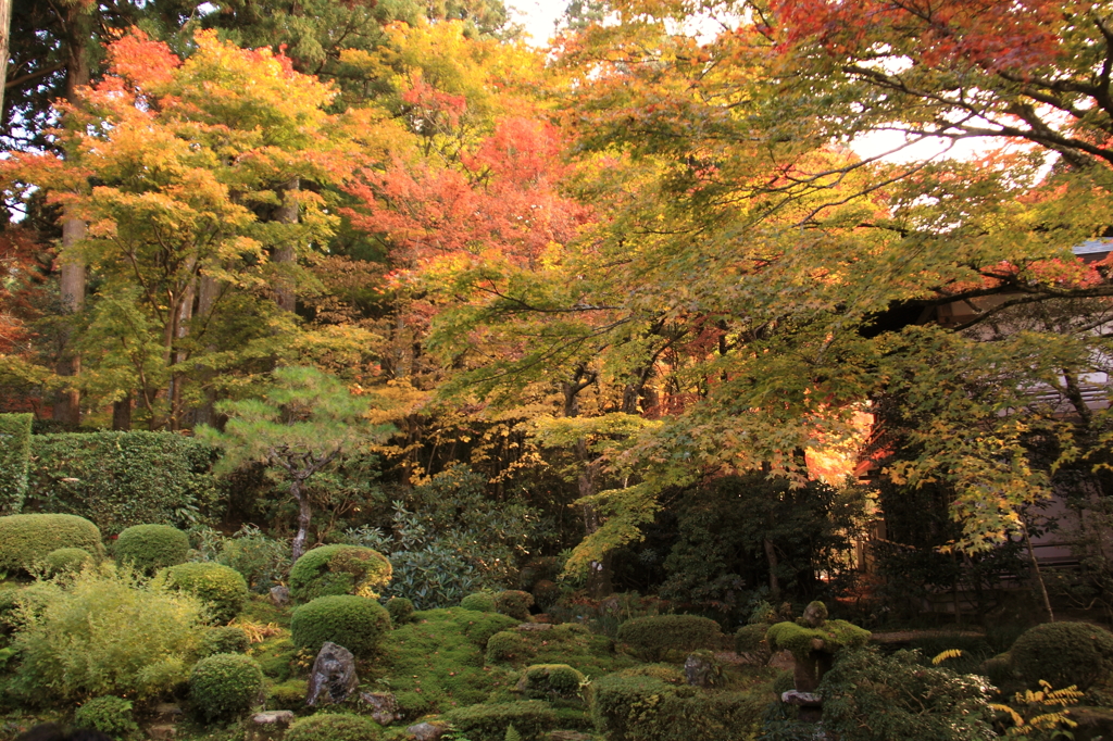 京都三千院＿庭園1