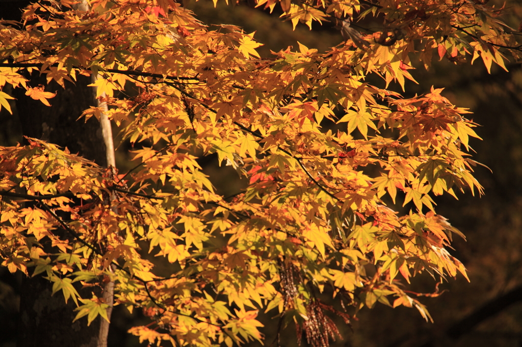 京都三千院＿紅葉4