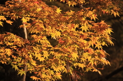 京都三千院＿紅葉4