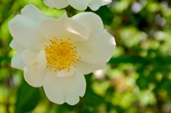 白い花