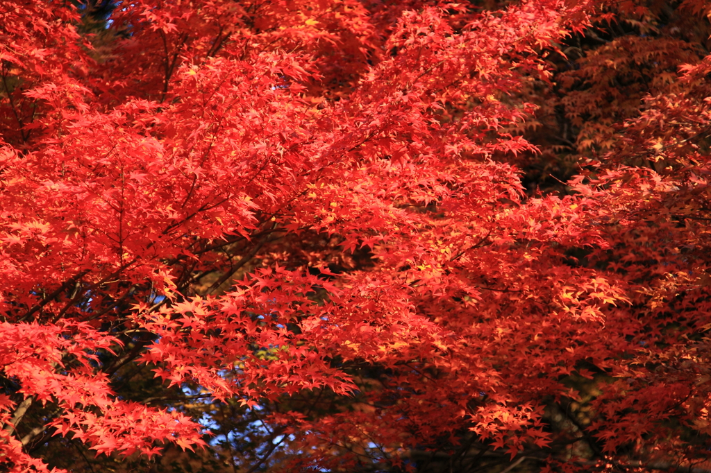 京都三千院＿紅葉8