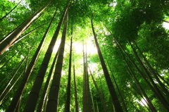 報国寺の竹林2