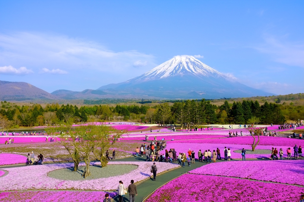 富士芝桜祭り3