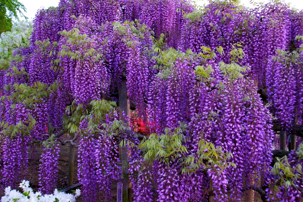 藤の花