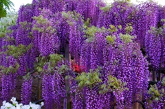藤の花