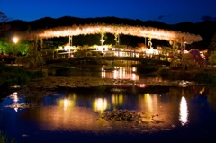 藤の橋1